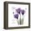 Hope Tulip-Albert Koetsier-Framed Stretched Canvas