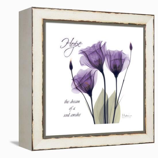 Hope Tulip-Albert Koetsier-Framed Stretched Canvas