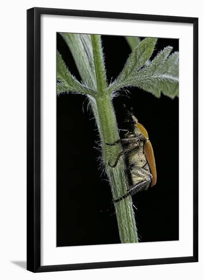 Hoplia Argentea (Scarabaeid Beetle)-Paul Starosta-Framed Photographic Print