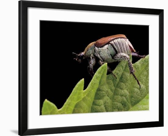 Hoplia Coerulea (Scarabaeid Beetle) - Female-Paul Starosta-Framed Photographic Print