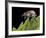 Hoplia Coerulea (Scarabaeid Beetle) - Female-Paul Starosta-Framed Photographic Print