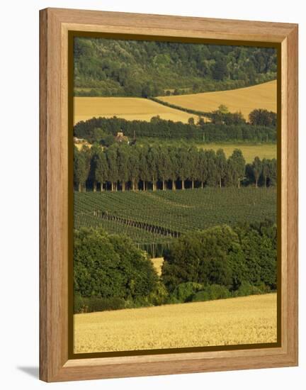 Hops, Darent Valley, Near Shoreham, Kent, England, United Kingdom, Europe-David Hughes-Framed Premier Image Canvas