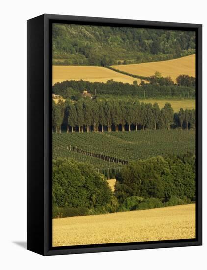 Hops, Darent Valley, Near Shoreham, Kent, England, United Kingdom, Europe-David Hughes-Framed Premier Image Canvas