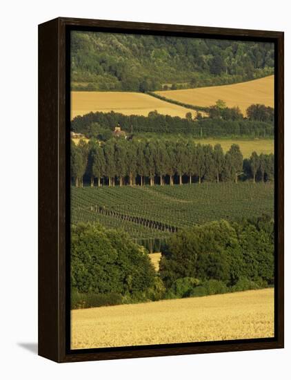 Hops, Darent Valley, Near Shoreham, Kent, England, United Kingdom, Europe-David Hughes-Framed Premier Image Canvas