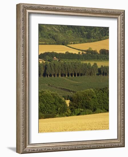 Hops, Darent Valley, Near Shoreham, Kent, England, United Kingdom, Europe-David Hughes-Framed Photographic Print