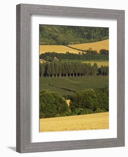 Hops, Darent Valley, Near Shoreham, Kent, England, United Kingdom, Europe-David Hughes-Framed Photographic Print