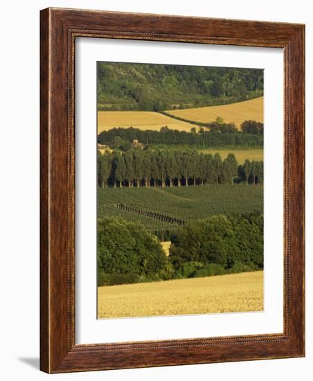 Hops, Darent Valley, Near Shoreham, Kent, England, United Kingdom, Europe-David Hughes-Framed Photographic Print