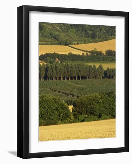 Hops, Darent Valley, Near Shoreham, Kent, England, United Kingdom, Europe-David Hughes-Framed Photographic Print