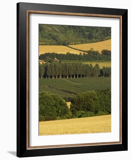 Hops, Darent Valley, Near Shoreham, Kent, England, United Kingdom, Europe-David Hughes-Framed Photographic Print