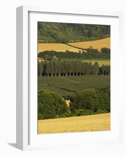 Hops, Darent Valley, Near Shoreham, Kent, England, United Kingdom, Europe-David Hughes-Framed Photographic Print
