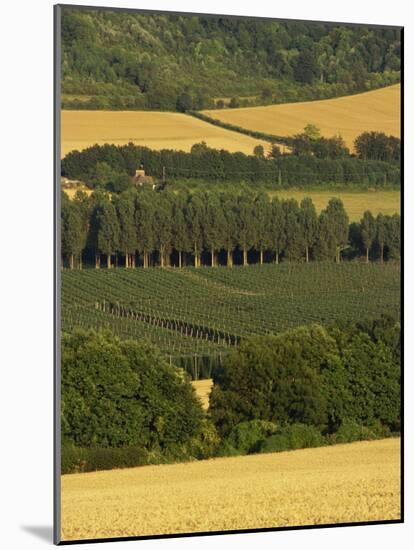 Hops, Darent Valley, Near Shoreham, Kent, England, United Kingdom, Europe-David Hughes-Mounted Photographic Print