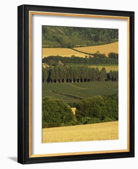 Hops, Darent Valley, Near Shoreham, Kent, England, United Kingdom, Europe-David Hughes-Framed Photographic Print