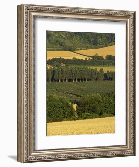 Hops, Darent Valley, Near Shoreham, Kent, England, United Kingdom, Europe-David Hughes-Framed Photographic Print