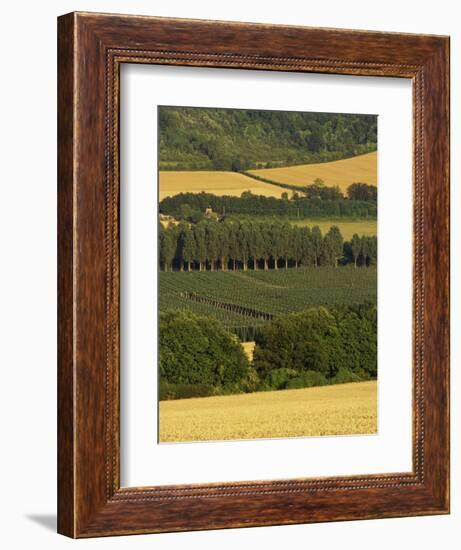 Hops, Darent Valley, Near Shoreham, Kent, England, United Kingdom, Europe-David Hughes-Framed Photographic Print