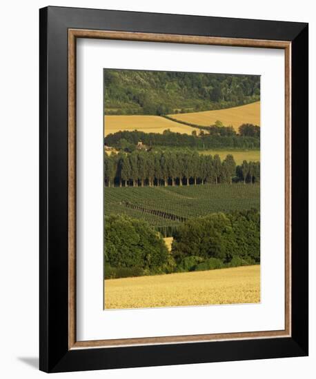 Hops, Darent Valley, Near Shoreham, Kent, England, United Kingdom, Europe-David Hughes-Framed Photographic Print