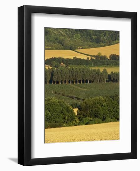 Hops, Darent Valley, Near Shoreham, Kent, England, United Kingdom, Europe-David Hughes-Framed Photographic Print