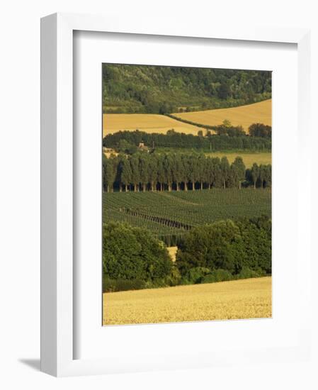 Hops, Darent Valley, Near Shoreham, Kent, England, United Kingdom, Europe-David Hughes-Framed Photographic Print