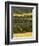 Hops, Darent Valley, Near Shoreham, Kent, England, United Kingdom, Europe-David Hughes-Framed Photographic Print