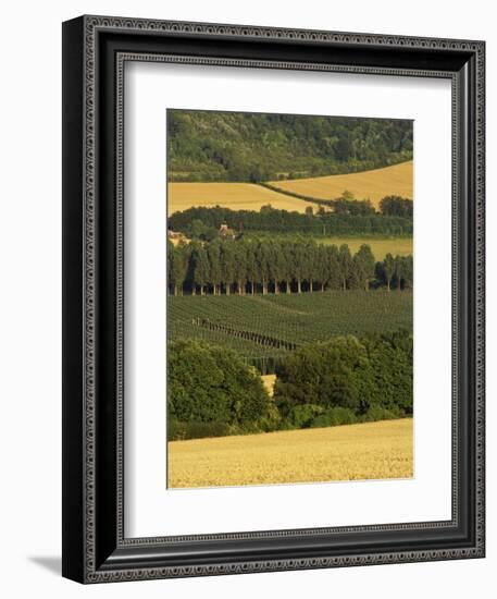 Hops, Darent Valley, Near Shoreham, Kent, England, United Kingdom, Europe-David Hughes-Framed Photographic Print