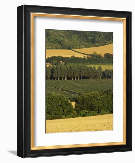 Hops, Darent Valley, Near Shoreham, Kent, England, United Kingdom, Europe-David Hughes-Framed Photographic Print