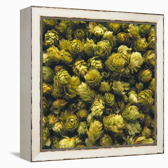 Hops (Filling the Picture)-Herbert Lehmann-Framed Premier Image Canvas