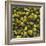 Hops (Filling the Picture)-Herbert Lehmann-Framed Photographic Print