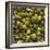 Hops (Filling the Picture)-Herbert Lehmann-Framed Photographic Print