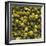 Hops (Filling the Picture)-Herbert Lehmann-Framed Photographic Print