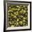 Hops (Filling the Picture)-Herbert Lehmann-Framed Photographic Print