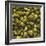 Hops (Filling the Picture)-Herbert Lehmann-Framed Photographic Print