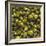 Hops (Filling the Picture)-Herbert Lehmann-Framed Photographic Print