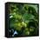 Hops-Magda Indigo-Framed Premier Image Canvas