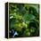 Hops-Magda Indigo-Framed Premier Image Canvas