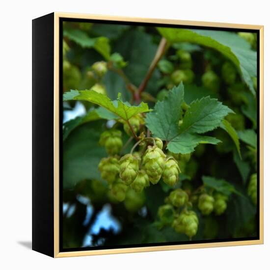 Hops-Magda Indigo-Framed Premier Image Canvas