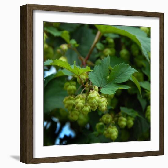 Hops-Magda Indigo-Framed Photographic Print