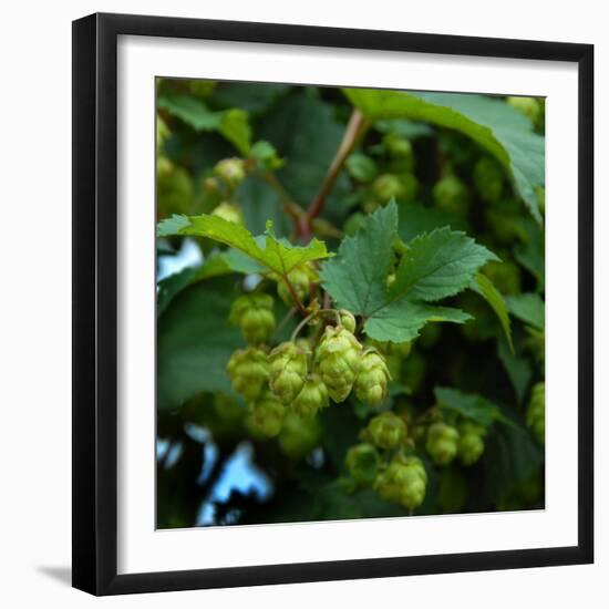 Hops-Magda Indigo-Framed Photographic Print