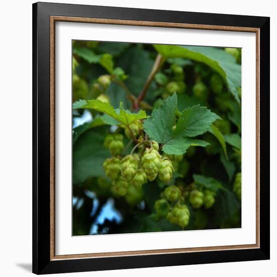 Hops-Magda Indigo-Framed Photographic Print