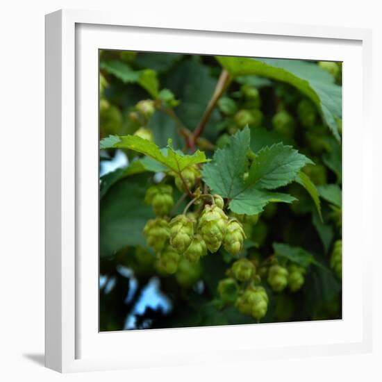 Hops-Magda Indigo-Framed Photographic Print