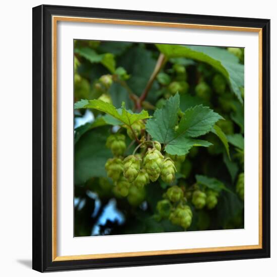 Hops-Magda Indigo-Framed Photographic Print