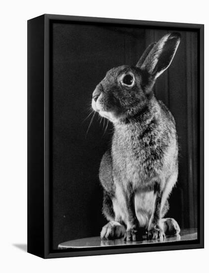 Horace the Irish Hare-Carl Mydans-Framed Premier Image Canvas