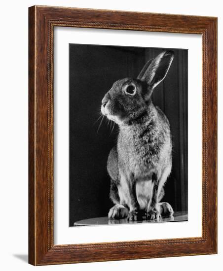 Horace the Irish Hare-Carl Mydans-Framed Photographic Print