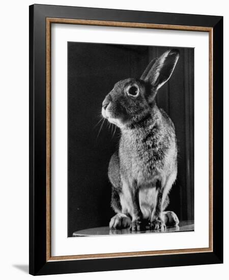 Horace the Irish Hare-Carl Mydans-Framed Photographic Print