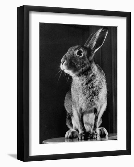 Horace the Irish Hare-Carl Mydans-Framed Photographic Print