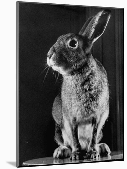 Horace the Irish Hare-Carl Mydans-Mounted Photographic Print
