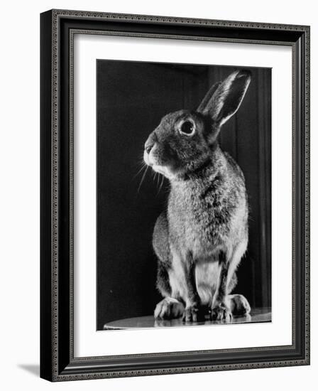 Horace the Irish Hare-Carl Mydans-Framed Photographic Print