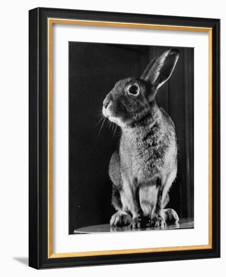 Horace the Irish Hare-Carl Mydans-Framed Photographic Print