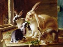 Long-Eared Rabbits in a Cage, Watched by a Cat-Horatio Henry Couldery-Giclee Print