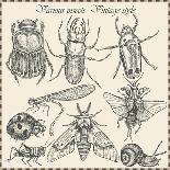 Vector Set Insects in Vintage Style-HorG-Framed Premium Giclee Print