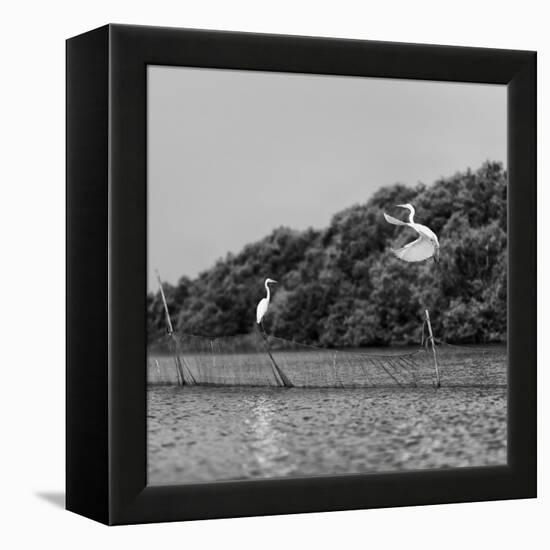 Horizontal Vivid Black and White Stork Couple Love Games on River Background Backdrop-spacedrone808-Framed Stretched Canvas