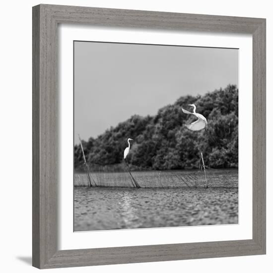 Horizontal Vivid Black and White Stork Couple Love Games on River Background Backdrop-spacedrone808-Framed Photographic Print